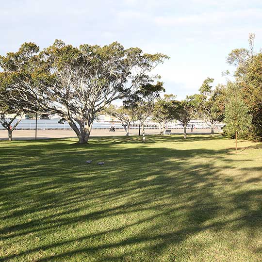 Grass and a tree by the harbour